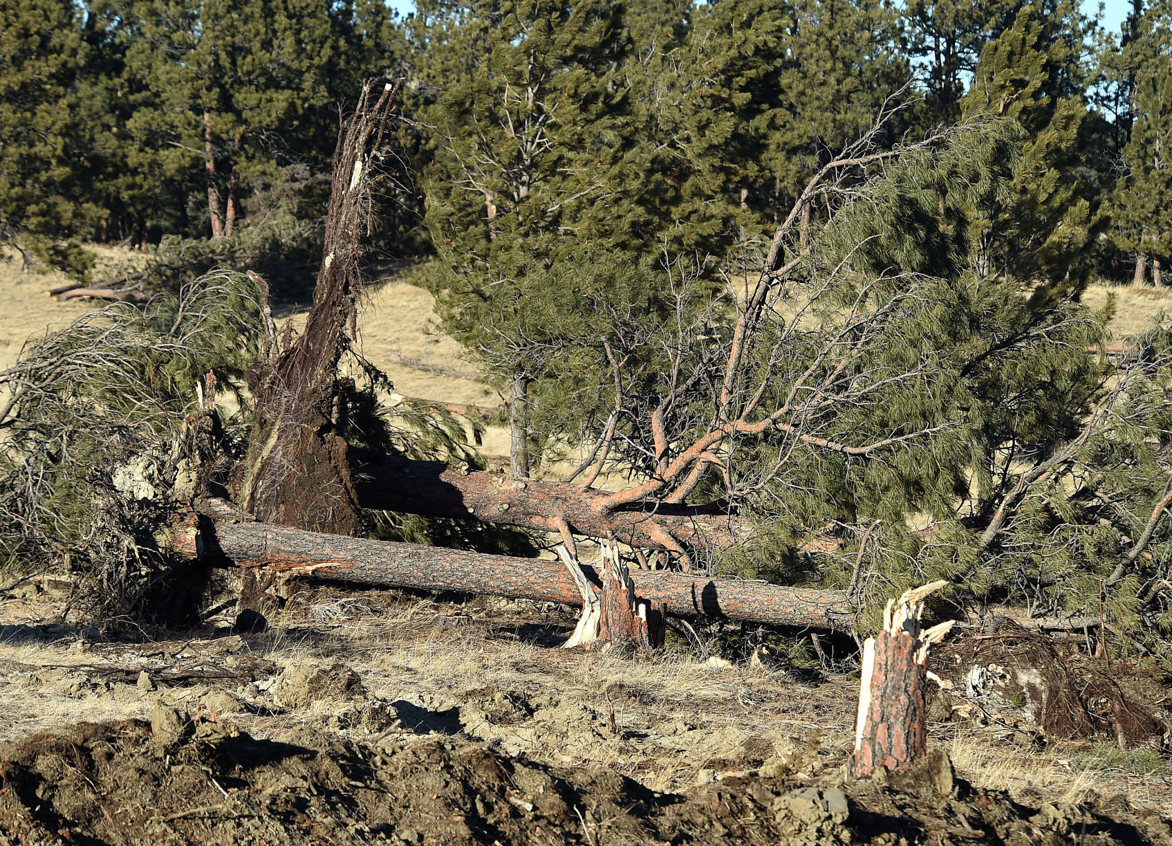 Roundup fire
